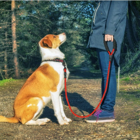 Reflective Dog Collar, For Walking and Training